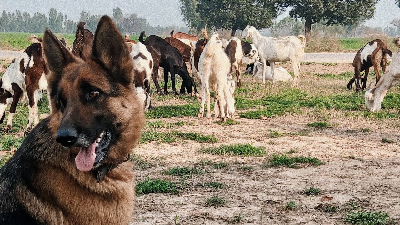 Goats Grazing Near School Road | German Shepherd on Watch 🐐🐶