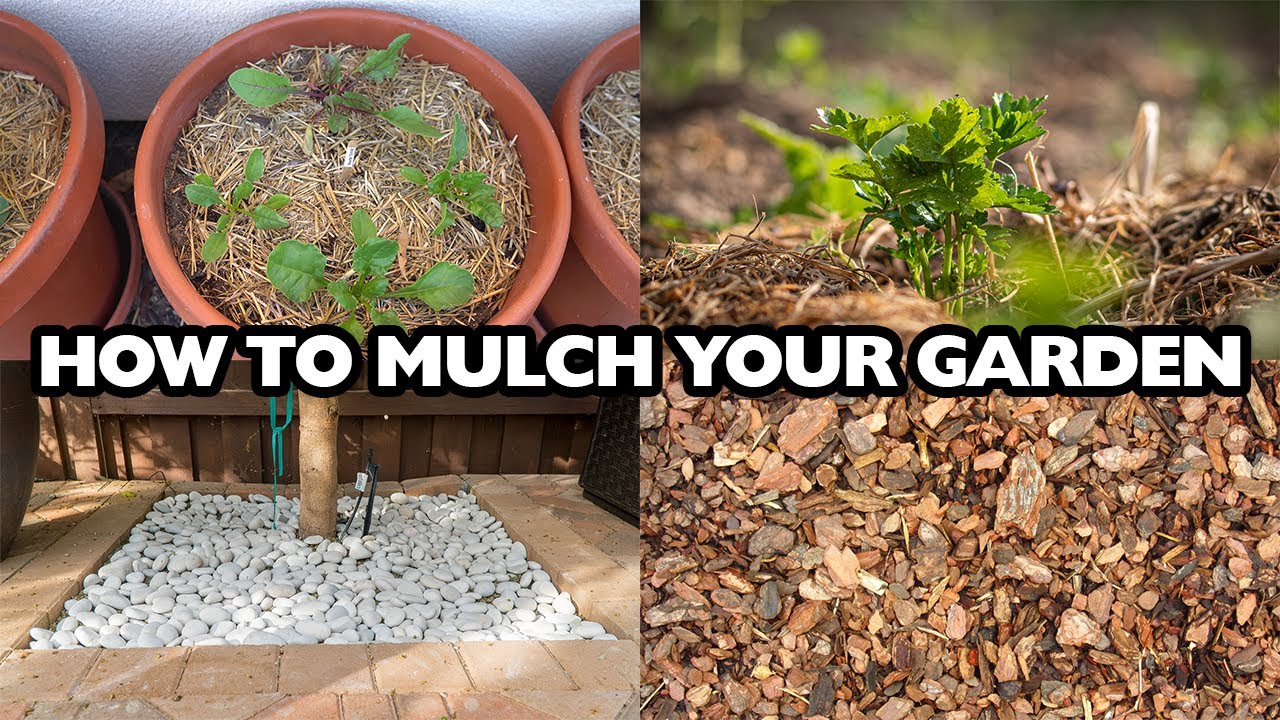 Mastering Mulching: Choose and Apply the Best Mulch for Your Garden!