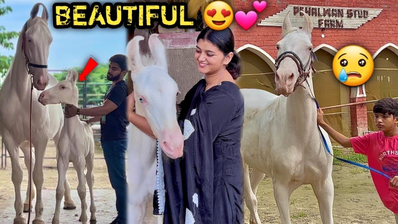 🇮🇳INDIA'S BIGGEST😱Y£ PUNJABAN LADK! MUJH£ WHITE GH0D0 K! DUN!YA MA! LE GY! 🥹💕ANOTHER PEHELWAN FARMS😂