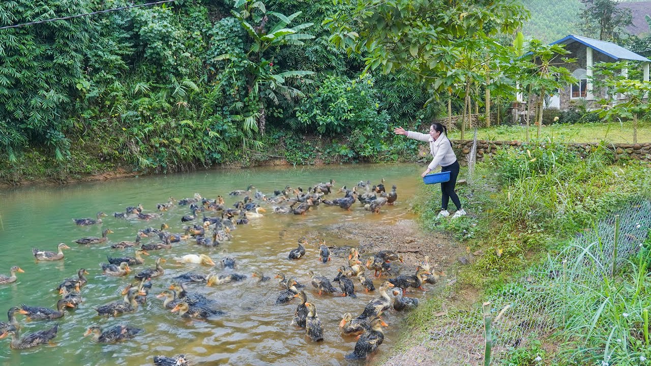 Selling Oranges at a Rural Market | Using Wire Mesh to Build a Duck Pen on the Farm