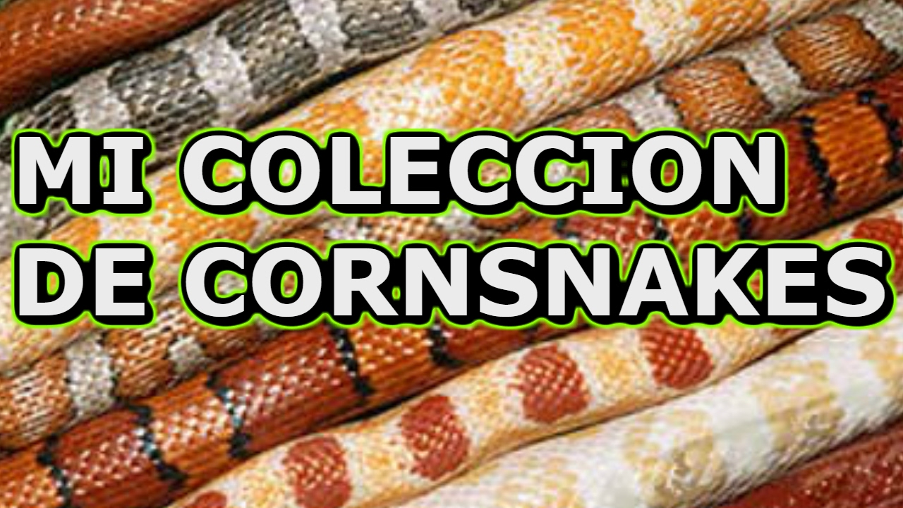 MI COLECCION DE CORNSNAKES (SERPIENTES DEL MAIZ)