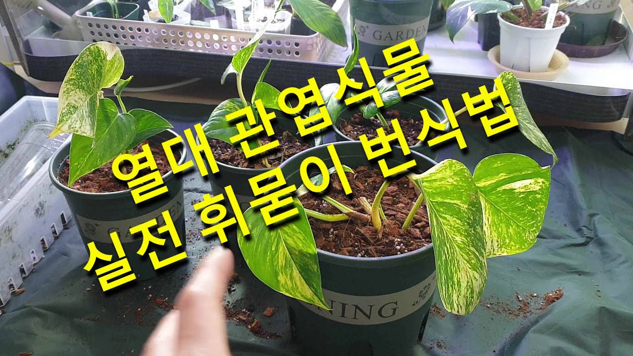 하와이안 스킨답서스 관엽식물 휘묻이 번식
