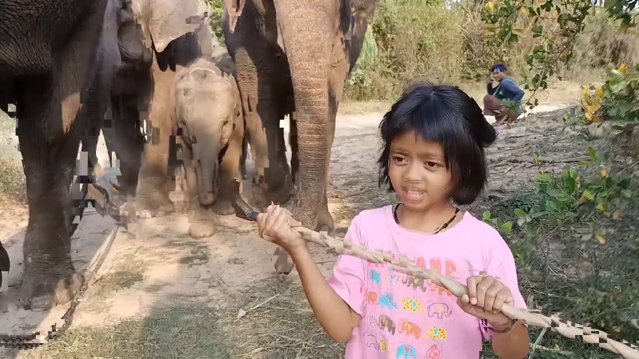 ปูเป้มารับช้างกลับบ้าน วาสนาหลงทางกว่าจะหากันเจอ