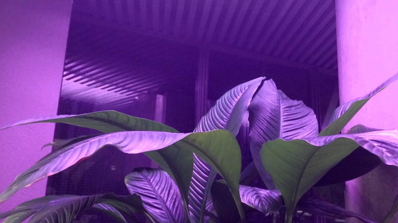 drew the architect - dial flower w/ drip​-​133