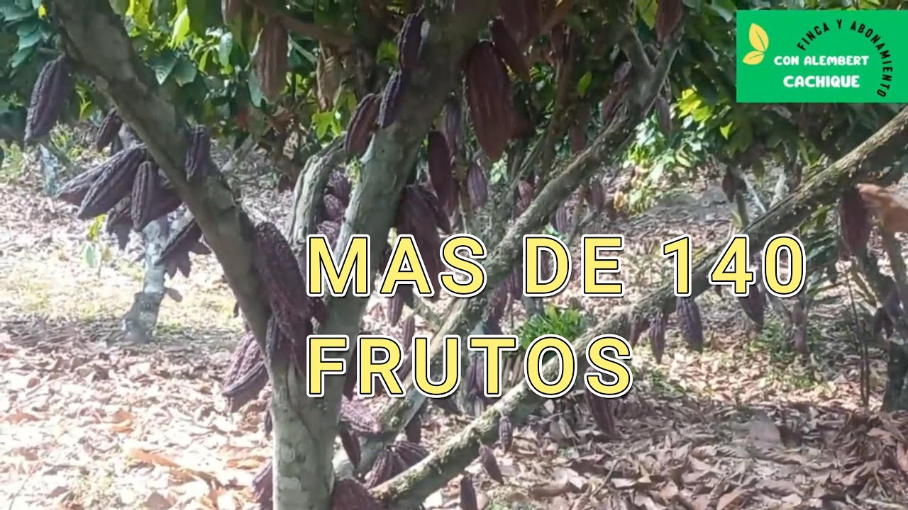 Más de 140 mazorcas en una sola planta de cacao | Genética e injerto en leño grueso