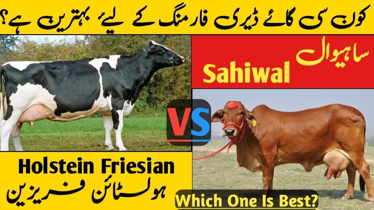 کون سی گاۓ ڈیری فارمنگ کے لیۓ  بہترین ہے؟ Sahiwal Cow Vs Holstein  Friesian Cow|Which Cow Is Best?