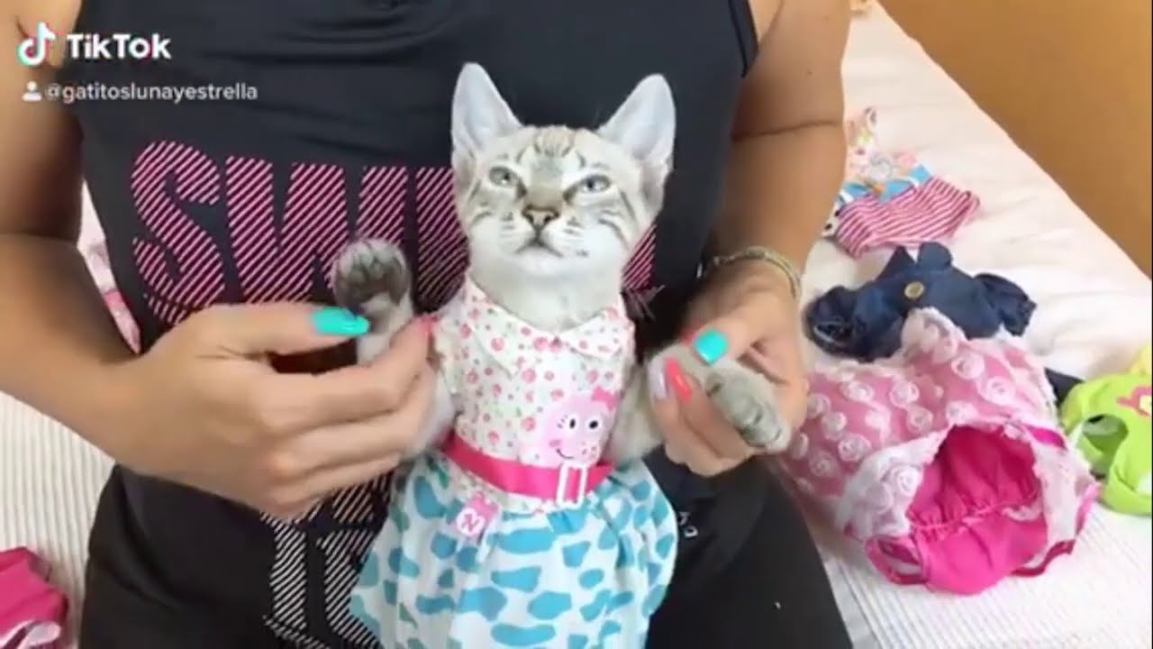 Bromas graciosas de Tik Tok de mis gatos chistosos Luna y Estrella y las gatitas / Videos de gatitos