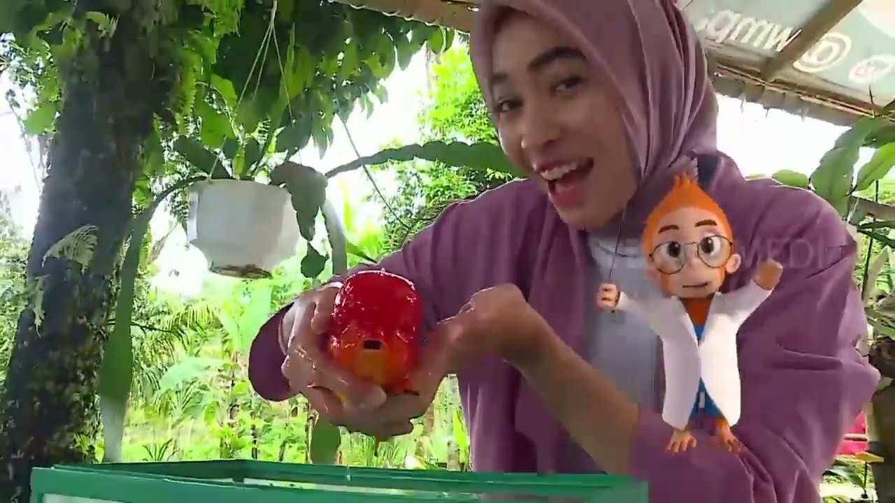 Mengenal Penyakit Swim Bledder Pada Ikan Mas Koki  | SI OTAN (07/02/23)