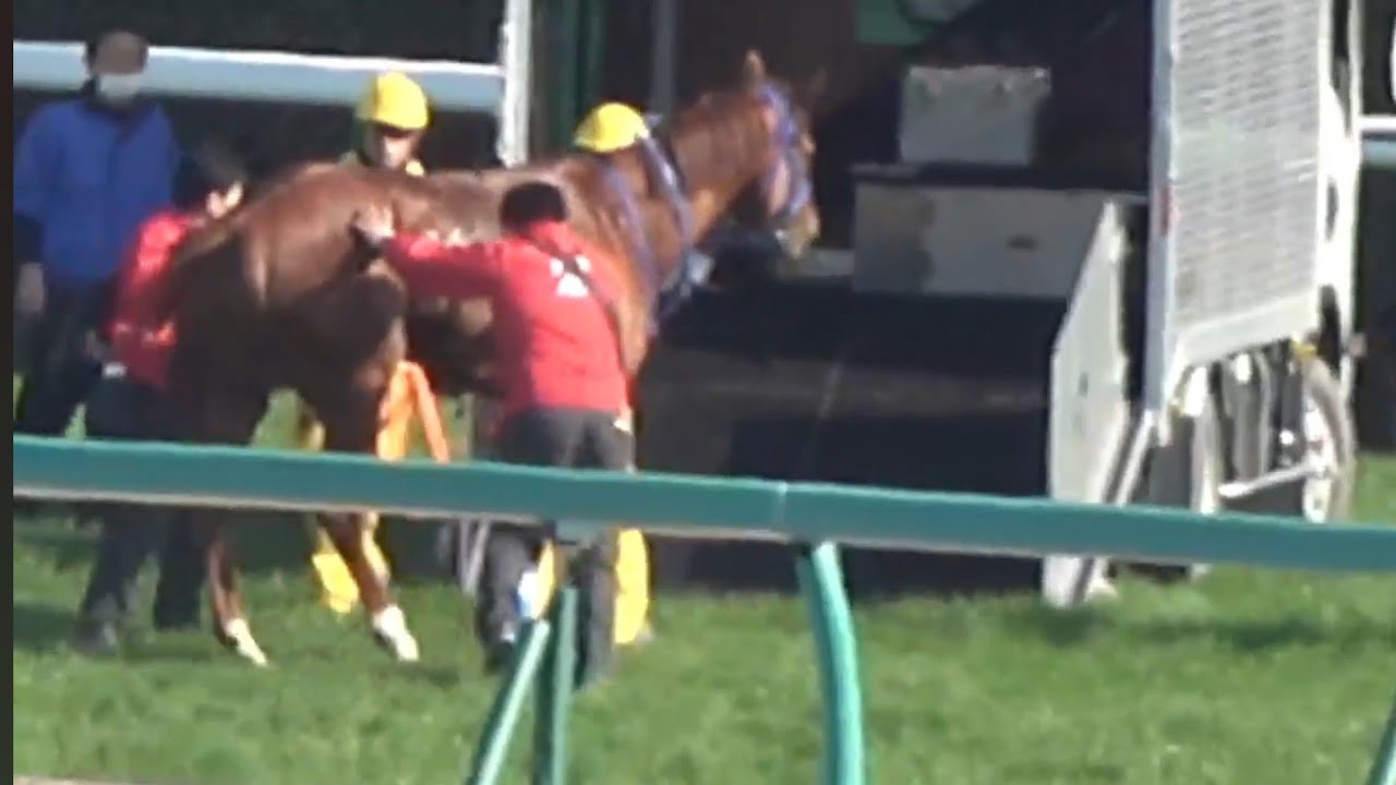 【閲覧注意・キャピタルリッチ号が馬運車に. . .】富里特別で落馬（菅原明良騎手）競走中止2026年3月1日（日）中山競馬場