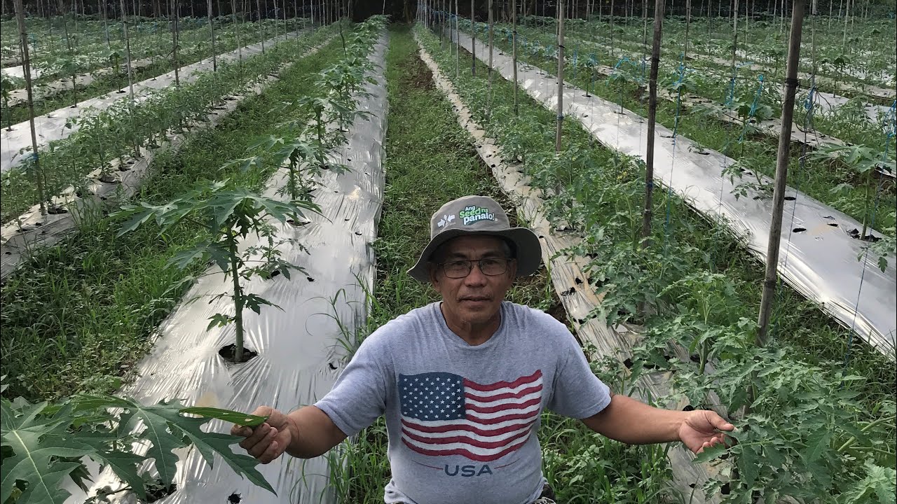 Papaya and Tomato Intercropping update