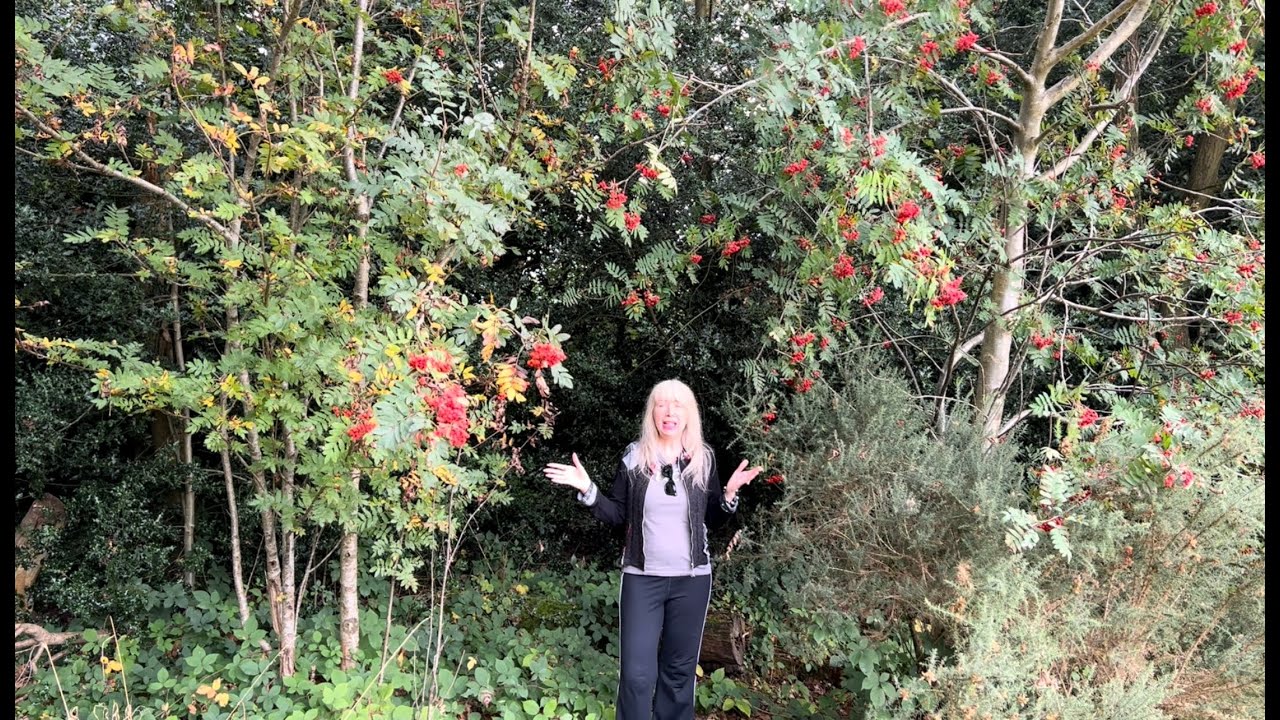 Magic of the Rowan Tree (Mountain Ash) @OSTENTUM1