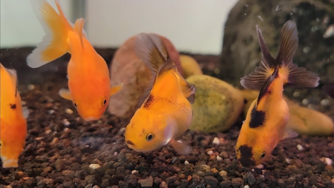 Isaac's Goldfish | Cuánto tiempo dejar a los goldfish en el tanque para adaptarse a la temperatura? 