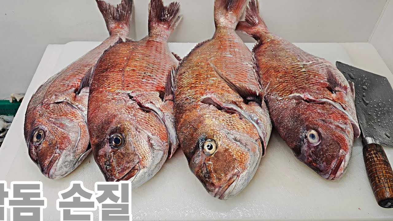 오늘의 참돔 손질 참돔회 한접시 #생선손질 