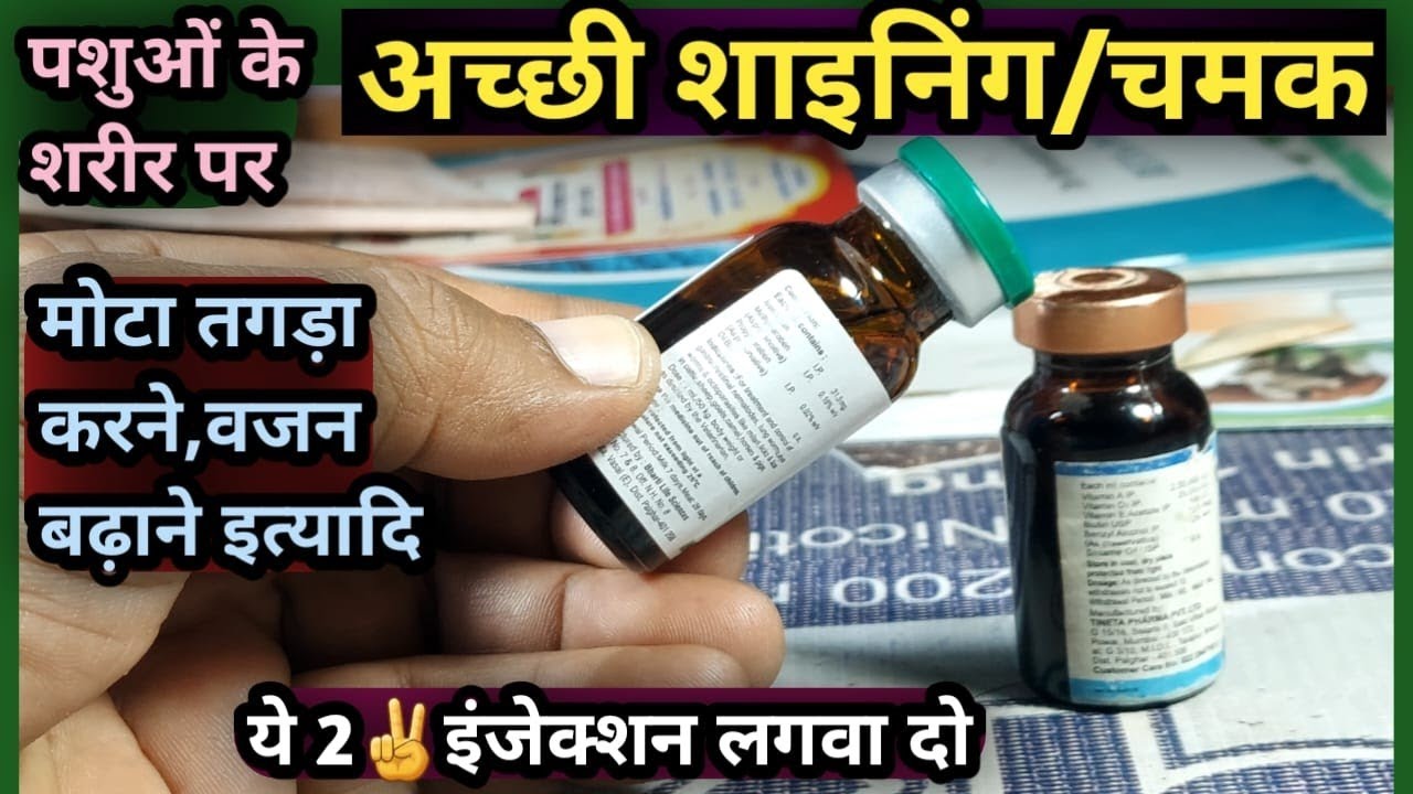 पशुओं के शरीर पर अच्छी शाइनिंग/चमक मोटा तगड़ा करने के लिए ये 2✌️ इंजेक्शन लगवा दो||