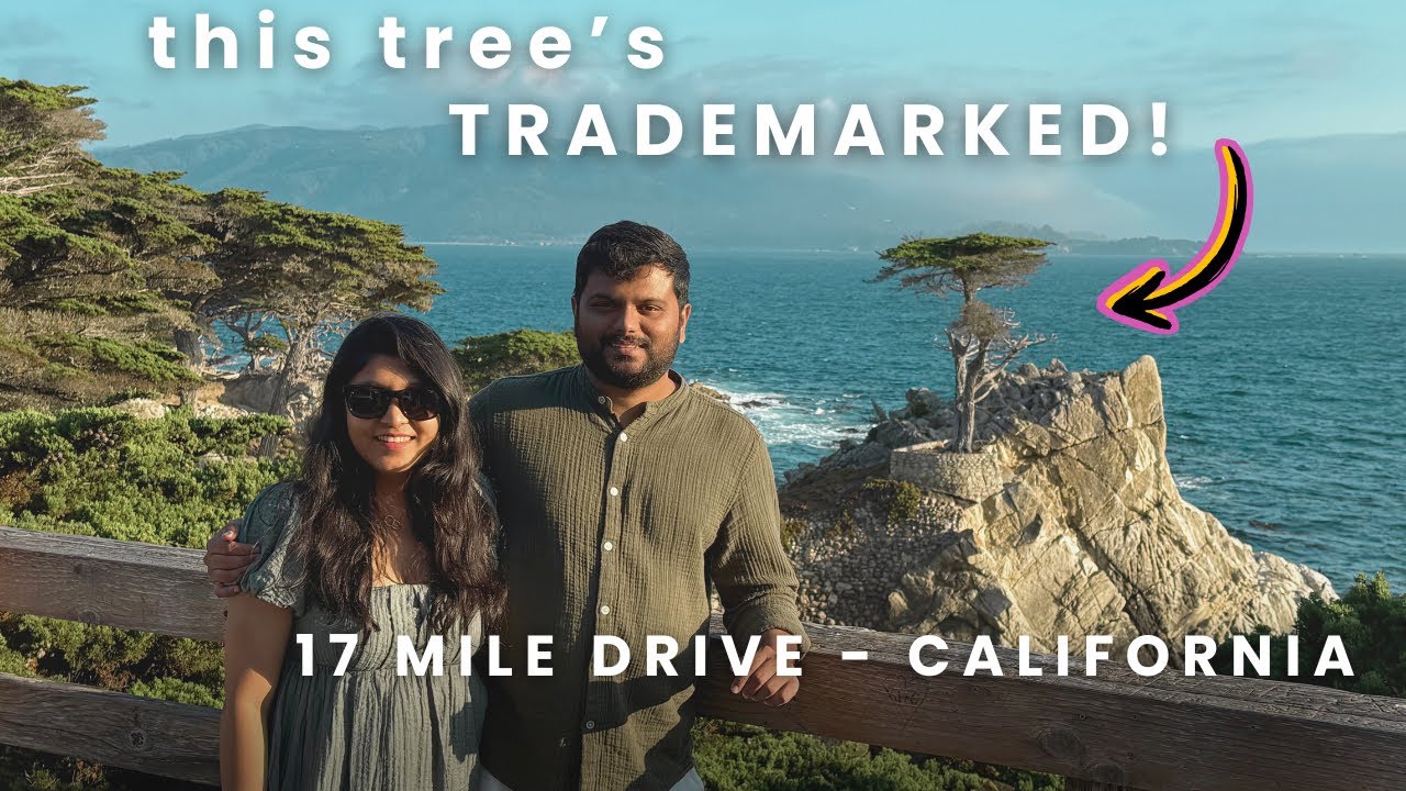 this TREE is TRADEMARKED! 17 mile drive California