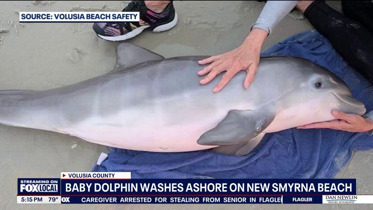 Baby dolphin rescued on New Smyrna Beach