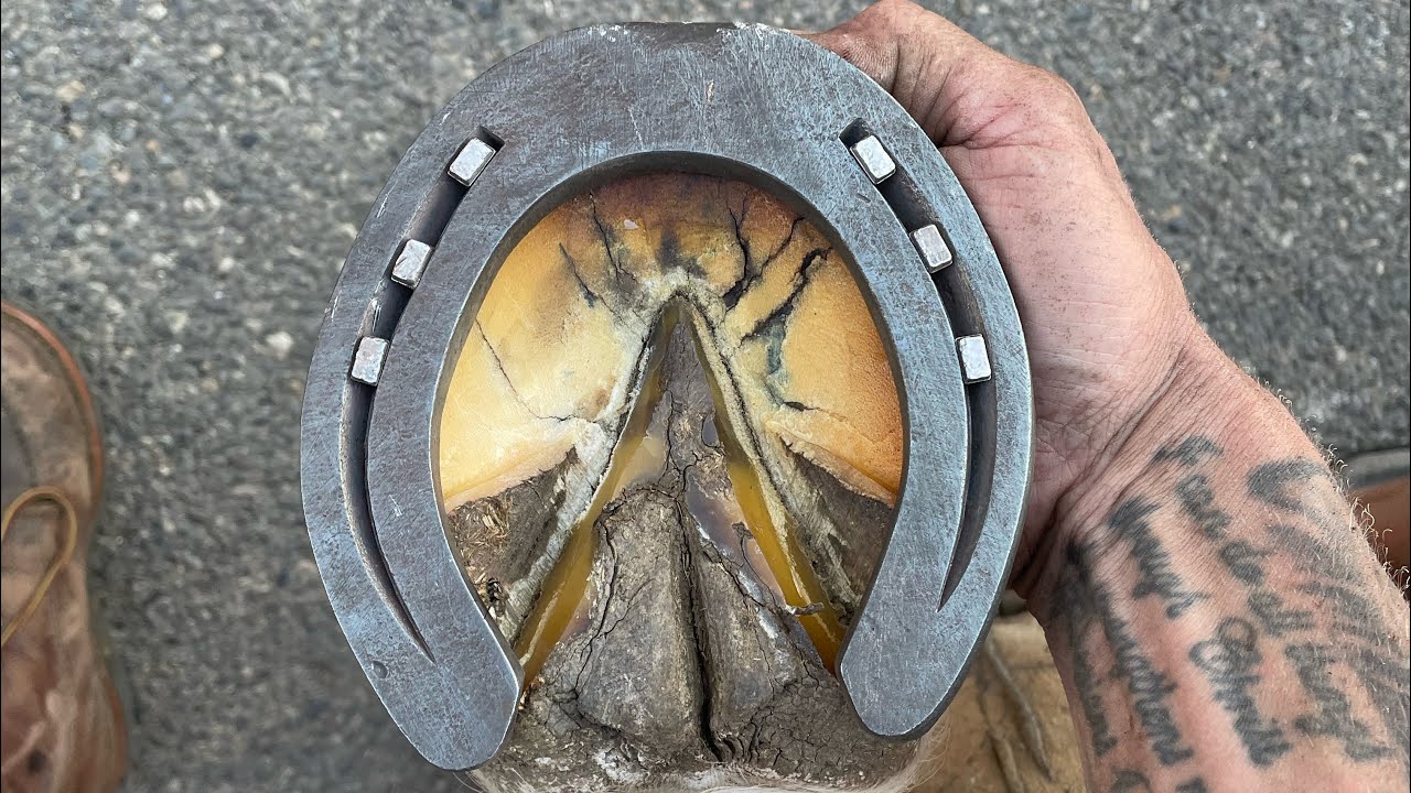 We Did a Handmade Horseshoes Shoeing Demonstration at Washington Farriers Convention