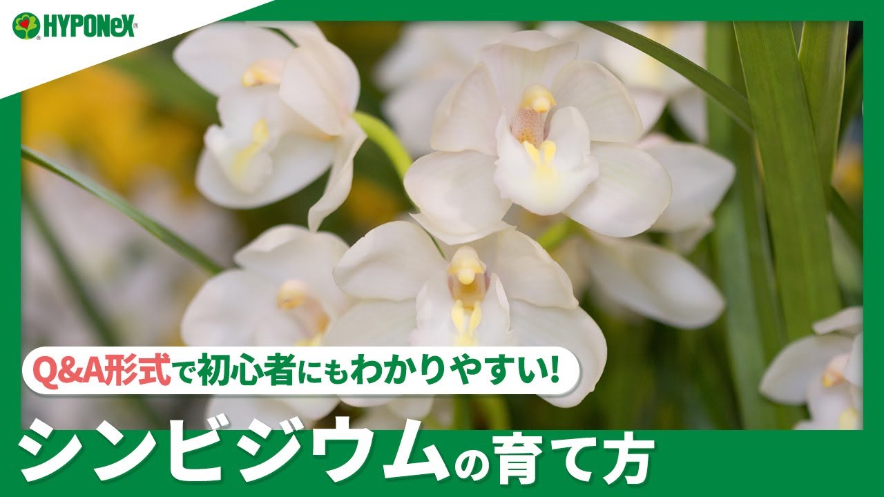 ☘147:シンビジウムの育て方｜栽培に適した場所は？キレイな花を咲かせるコツは？水やりや肥料など日々の管理もご紹介 【PlantiaQ&A】植物の情報、育て方をQ&A形式でご紹介