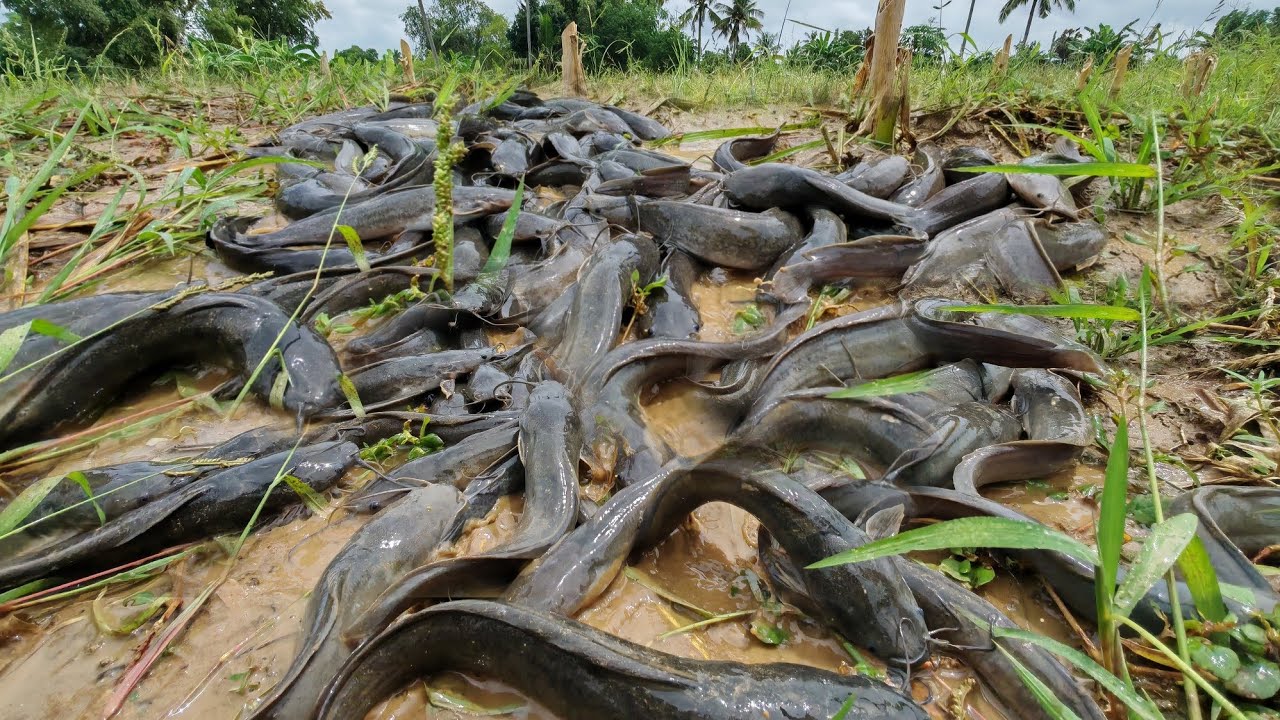 wow amazing fishing! a smart fisherman catch a lot of fish and pick duck eggs in moss mud by hand