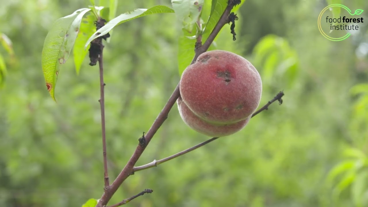 🌳 Steenvrucht tips voor je voedselbos 🍎 Guy De Kinder | Louis De Jaeger