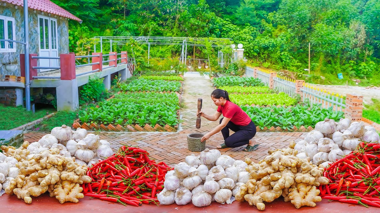 Make Biological Pesticides From Ginger, Garlic, Chili To Spray on Vegetable Garden Damaged by Pests