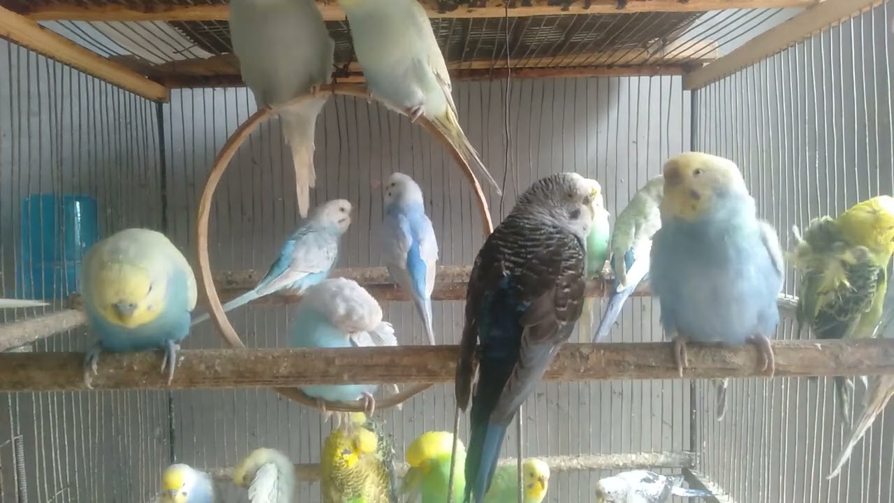 【9分】普通のケージを“理想の楽園”に変えてみた🐦🌿