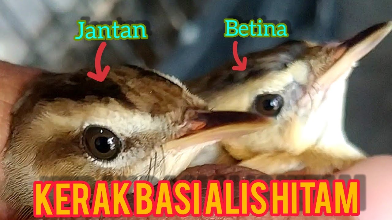Perbedaan Kerak Basi Alis Hitam Jantan dan Betina