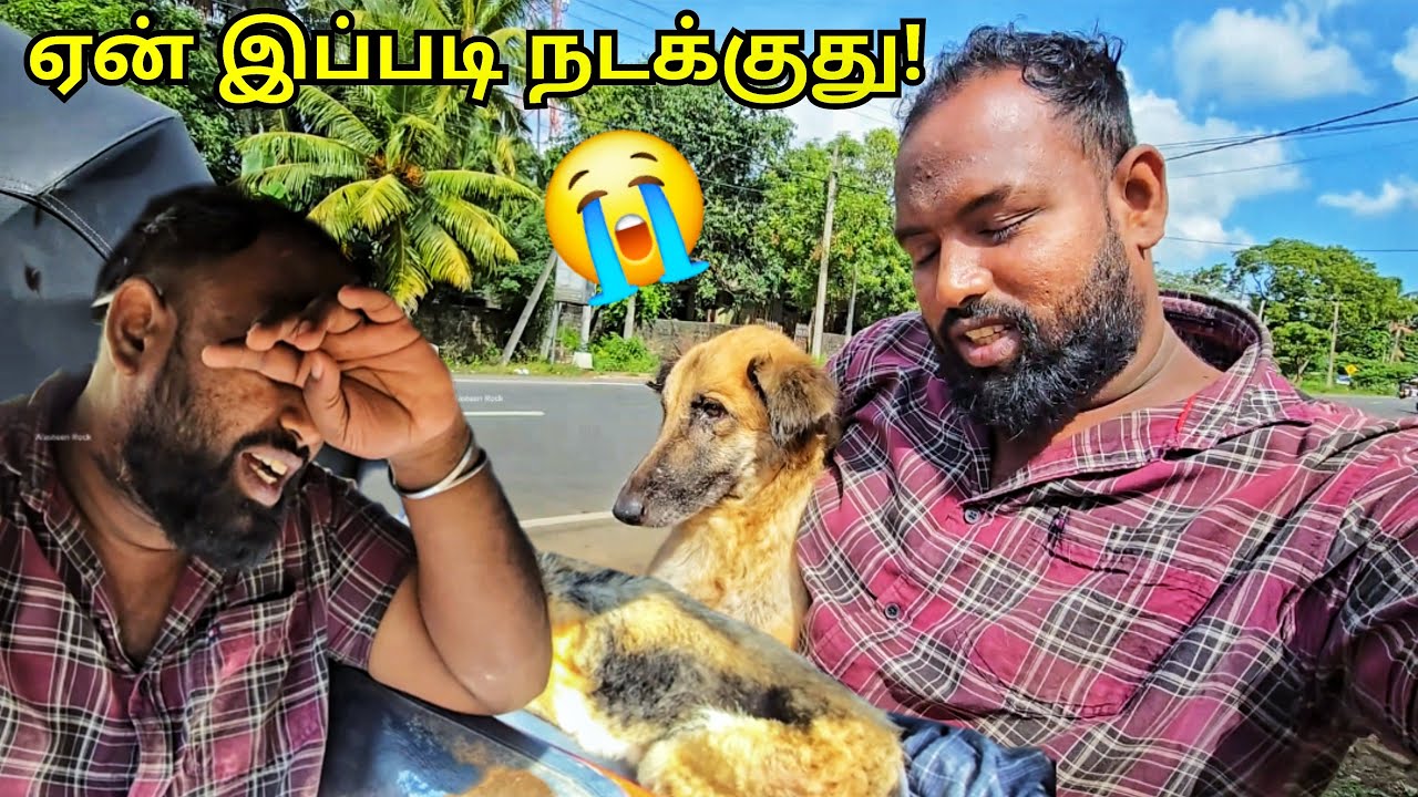 படுத்த படுக்கையில் யூலி!😭 My dog Health Issues Jaffna Tamil Vlogs | Alasteen Rock