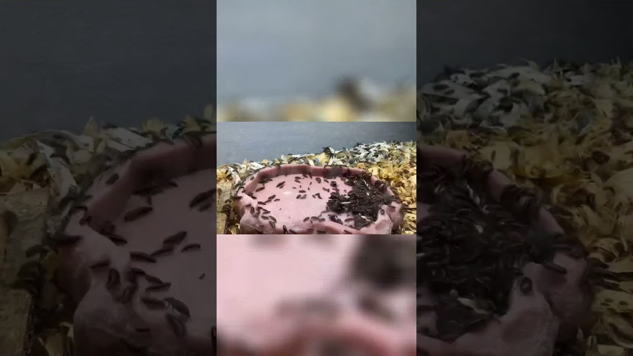Dermestid Beetles Eating Chicken Wing Time Lapse
