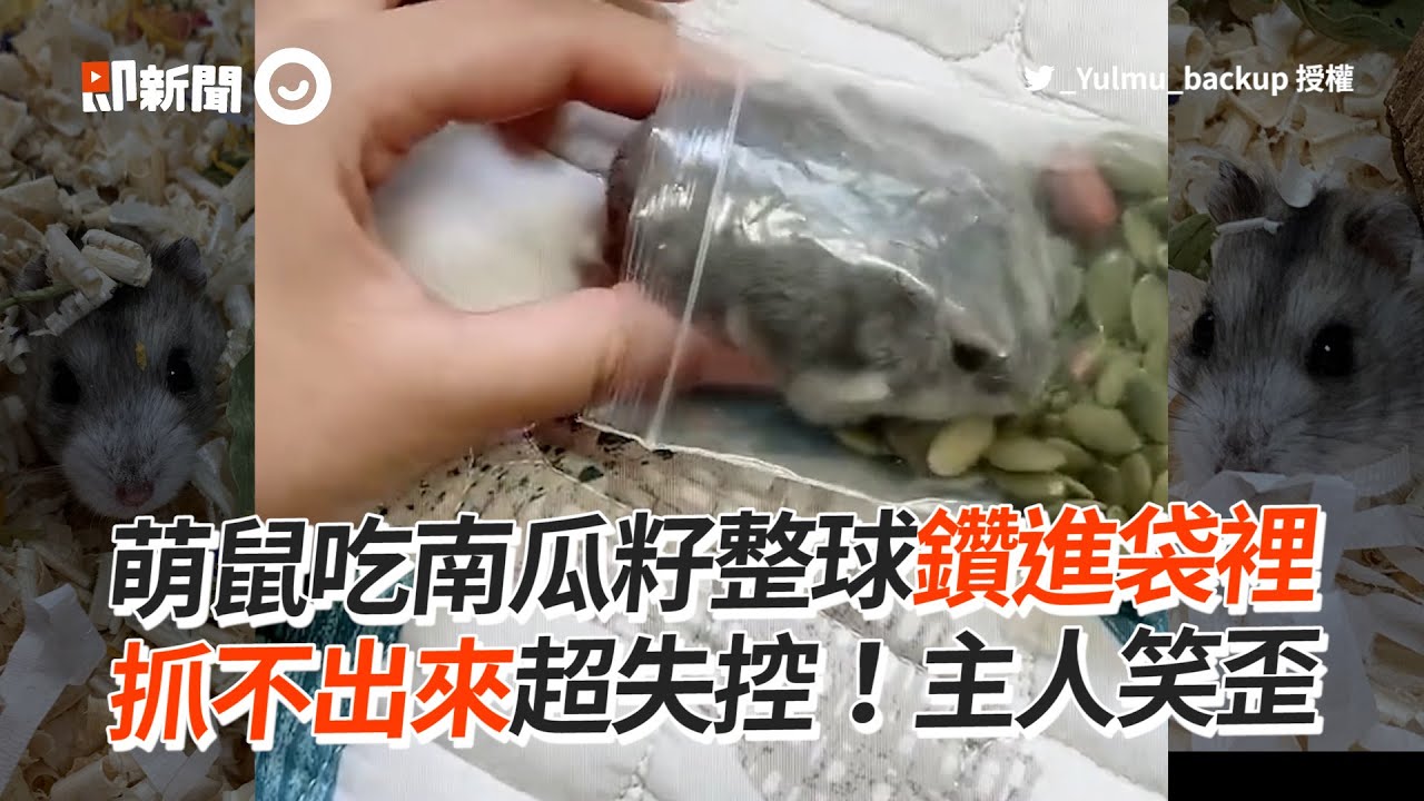 萌鼠吃南瓜籽整球鑽進袋　抓不出來超失控！主人笑歪｜寵物｜侏儒倉鼠｜貪吃