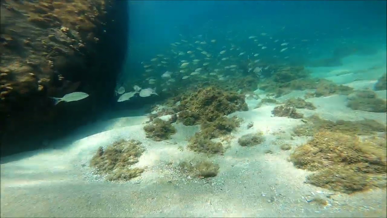 Fundo do Mar Ilha das Couves-Ubatuba (mergulho com cilindro Mundo Submerso)