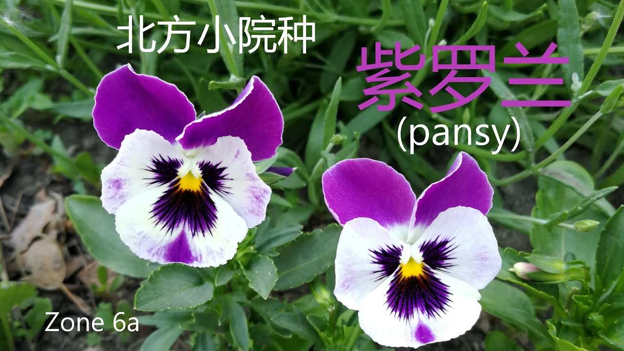 今年种的紫罗兰/三色堇/蝴蝶花，一地小笑脸开到了深秋 Pansy is so cute and long blooming#2023年新添品种的更新