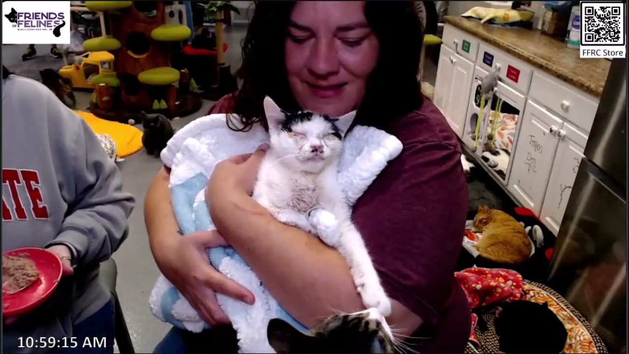 Вопросы и ответы 07.11.2025 Центр спасения кошек «Друзья» (FFRC)