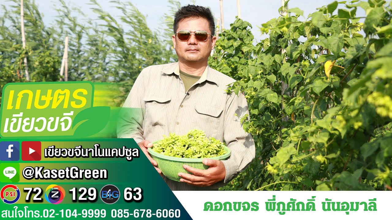 เกษตรเขียวขจี  นาโนแคปซูลตัวท็อป ดอกขจร พี่ภูศักดิ์