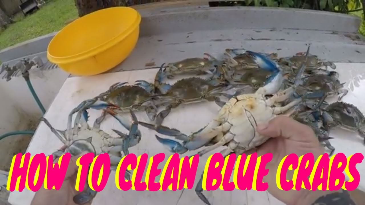 HOW TO CLEAN BLUE CRABS