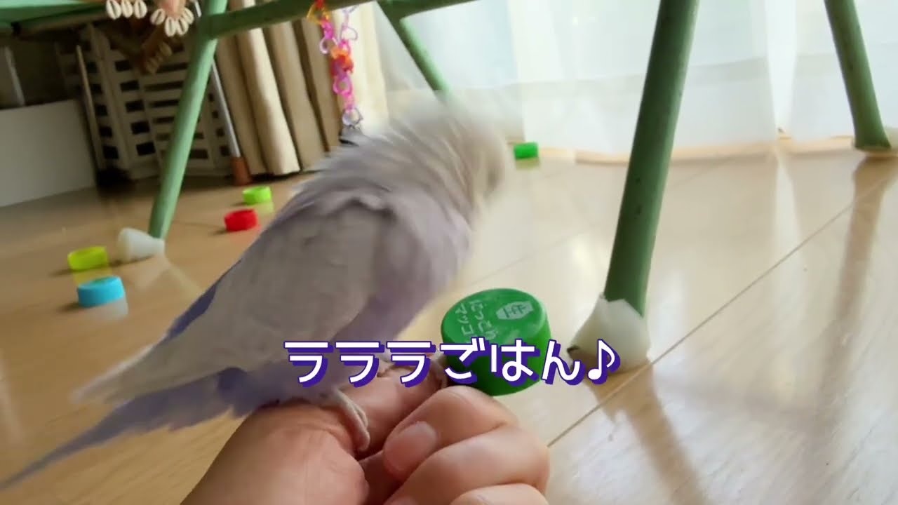 気分ウッキー絶好鳥