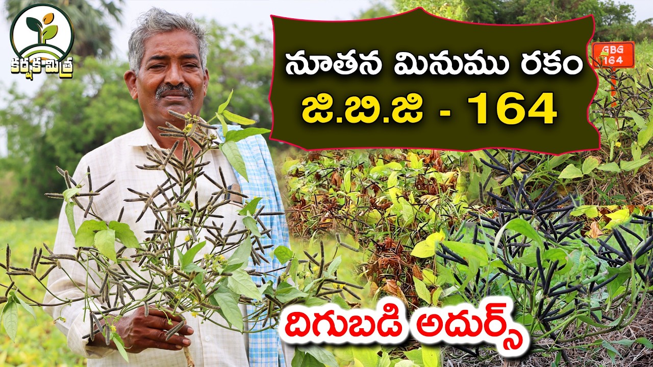 మినుము సాగులో కొత్త సంచలనం జీబీజీ 164 || New High Yield Black Gram GBG 164 || Karshaka Mitra #agri