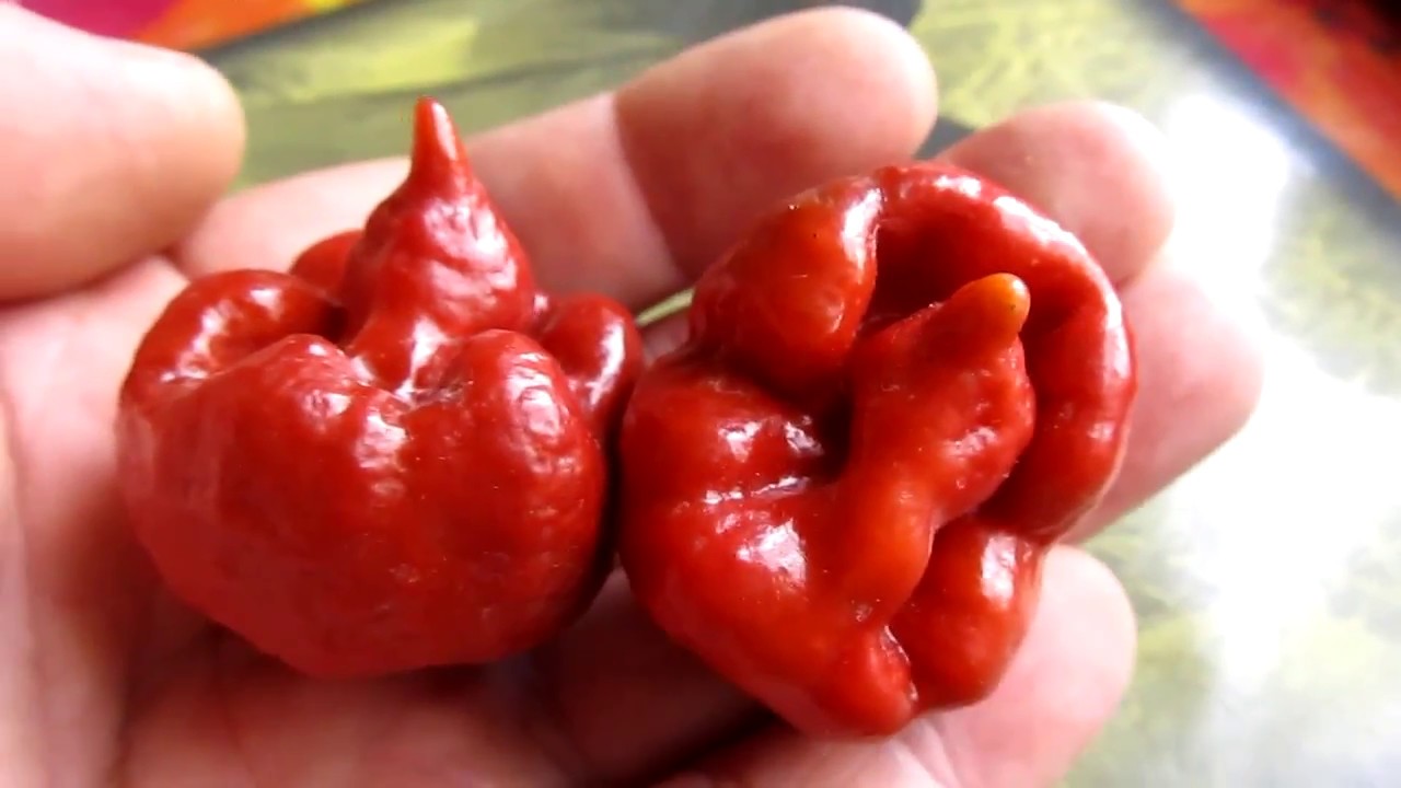 Trinidad Moruga Scorpion Caramel - Тринидад Моруга Скорпион Карамель