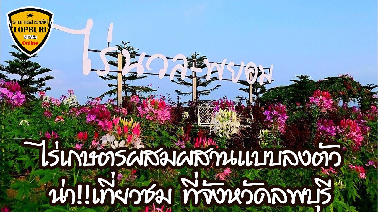 ชมสวนเกษตรพืชสวน ไม้ดอก กว่า 25 ไร่ แหล่งพักผ่อนหย่อนใจไร่นวล พยอม จังหวัดลพบุรี