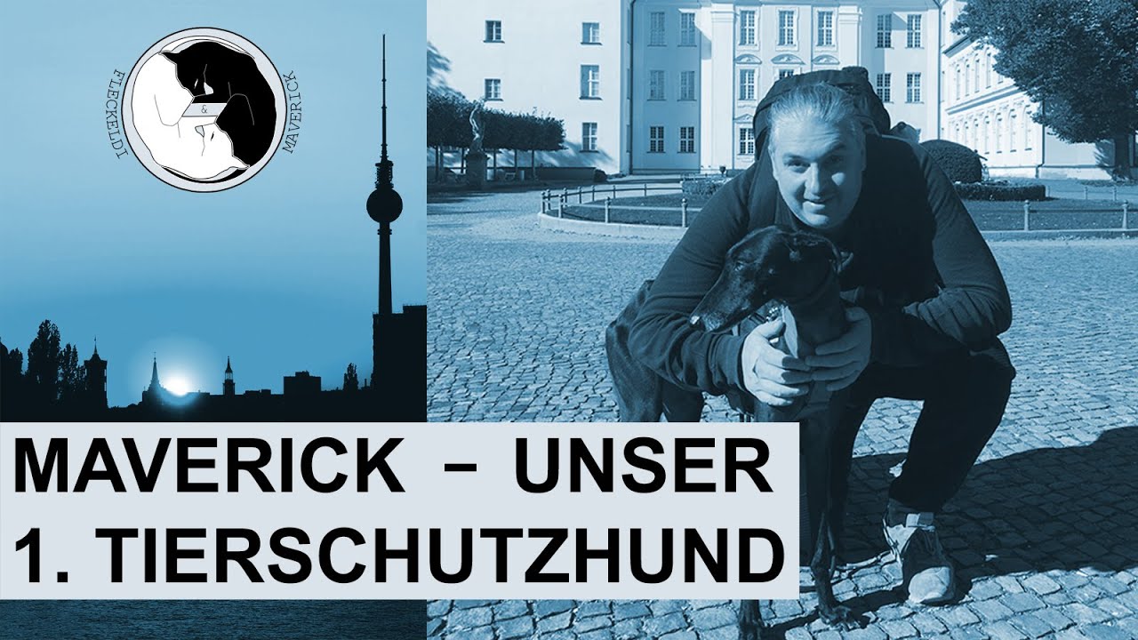 Maverick - unser 1. Tierschutzhund Folge 2 #tierschutz #berlin #greyhounds #galgo #hund