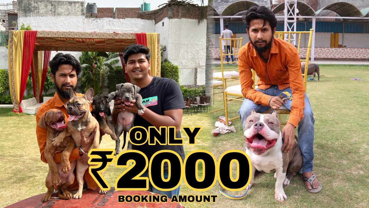 Cheapest Dog Market In Delhi | Only ₹2000 | Pit bull, American Bully, Labrador, German Shepherd, etc