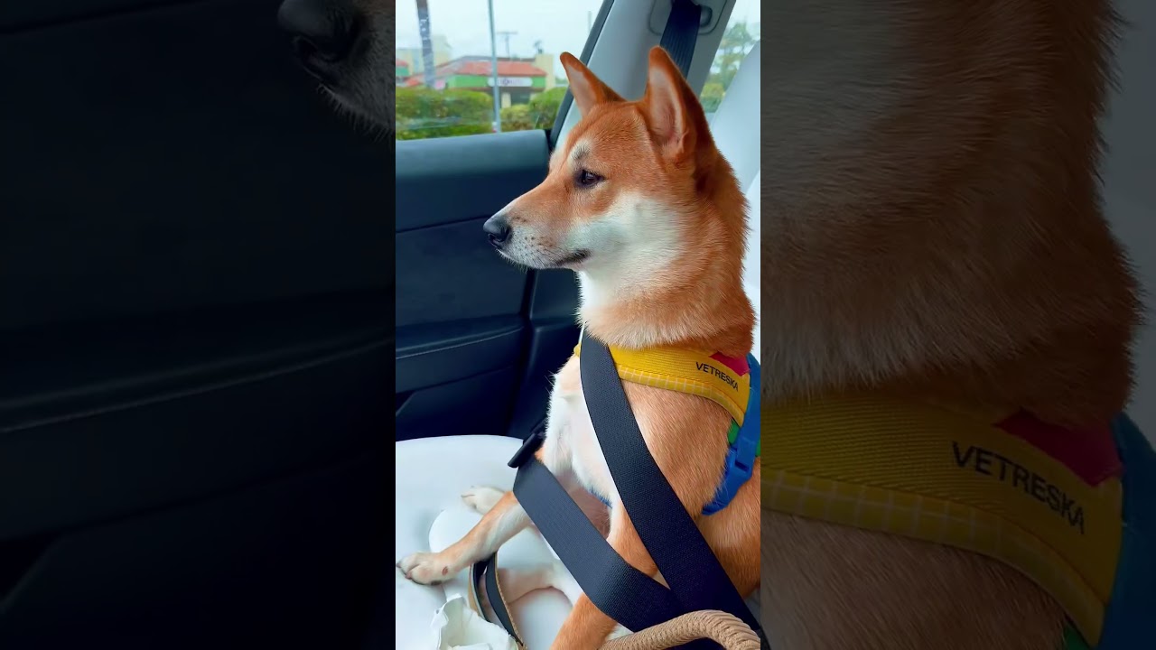 Who know what will happen next? #dogshorts #shibadog #kawaii