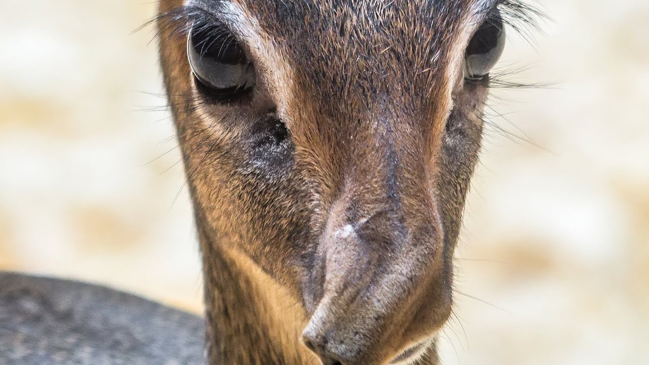 Bizarní čenich a řasy modelky – dikdik Kirkův (Daniel Jančařík)
