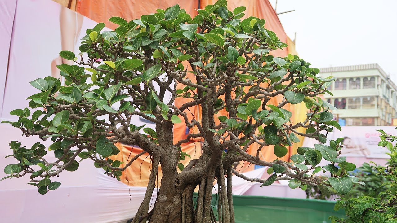 Ficus Benghalensis Bonsai [ बरगद  बोनसाई ]