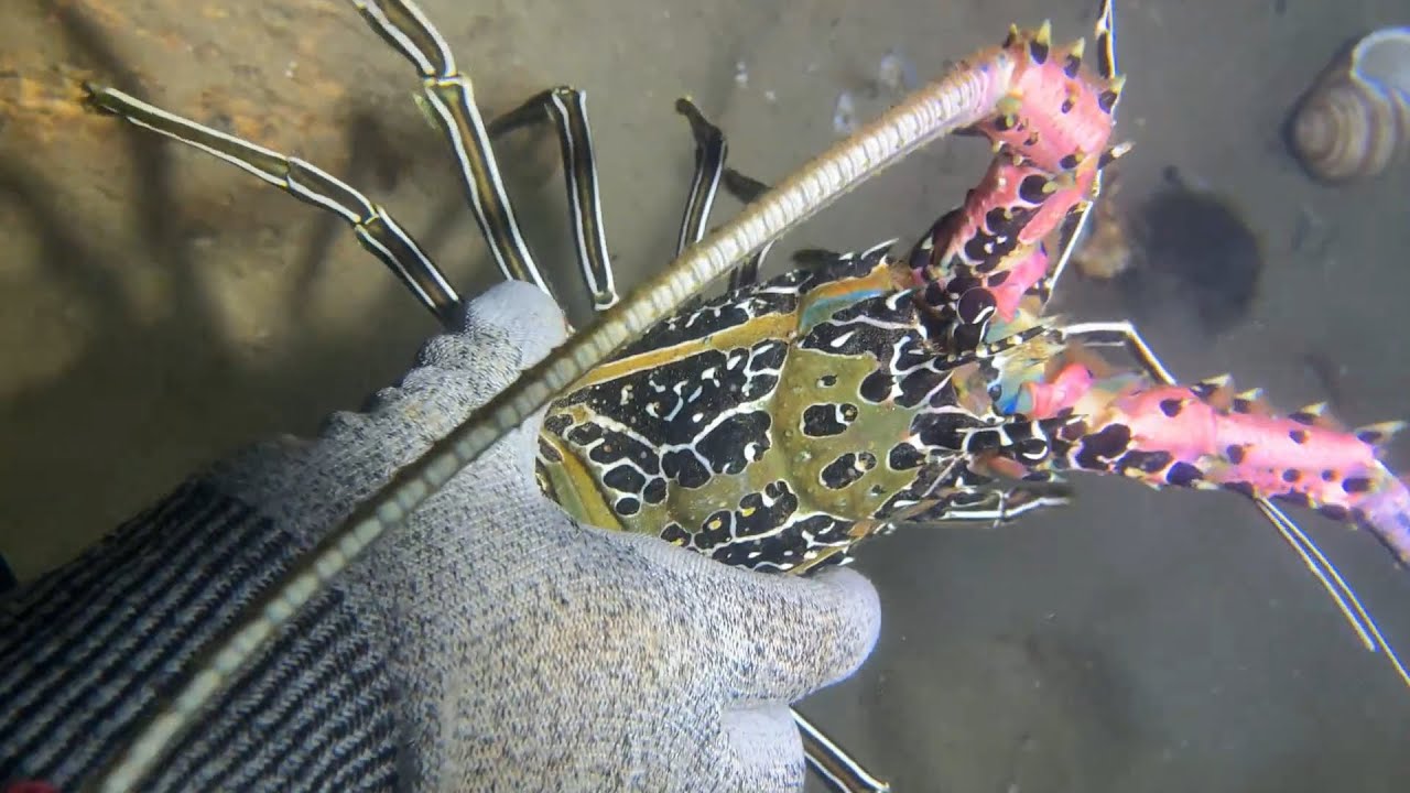 Diving under the sea to catch eels, crabs and sea cucumbers | Part 37
