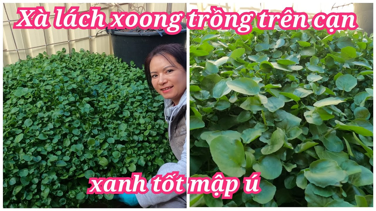 Thu hoạch và chia sẻ cách trồng xà lách xoong trên cạn xanh tốt mập ú | Vườn rau Việt ở Úc