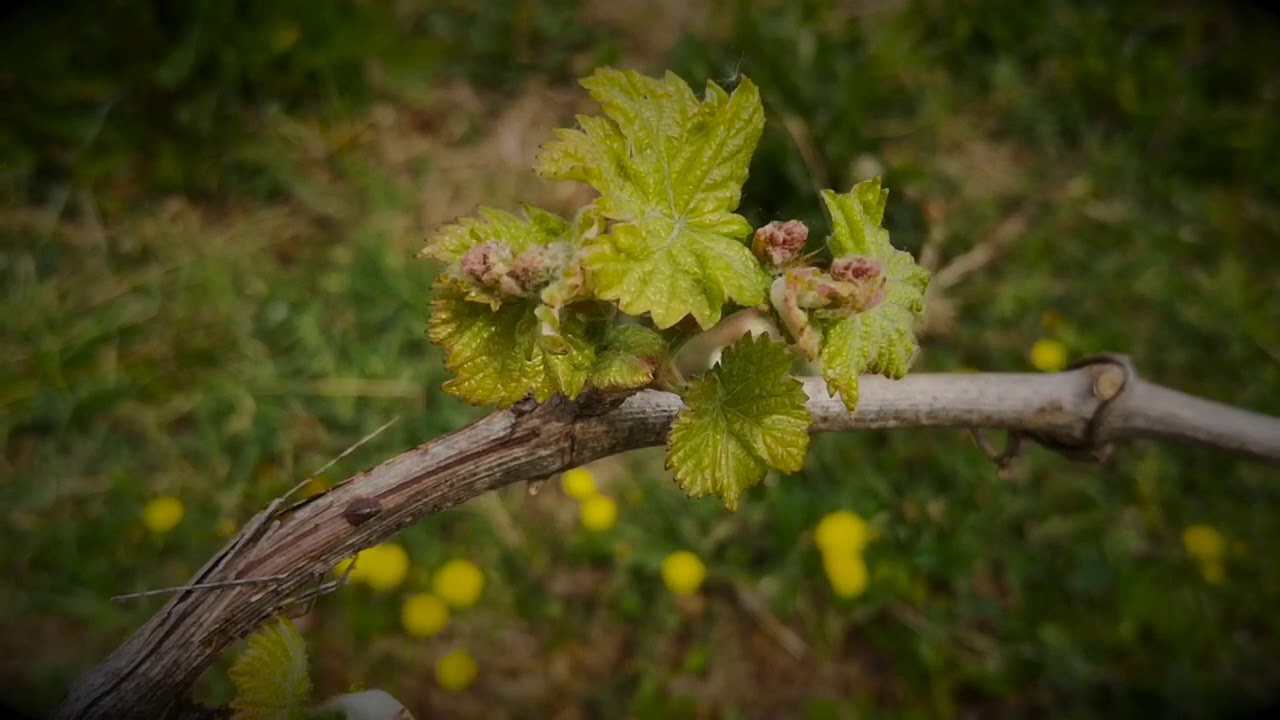[Ciclo Annuale Vegetativo Della Vite 2020- Dal Germogliamento Alla Vendemmia]Parte 1:Germogliamento.