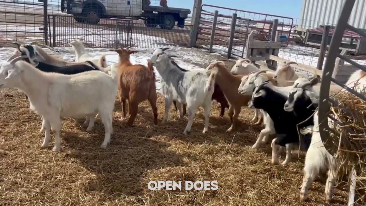 Kiko Does & Buck Selling 3/11/26 | Kalona Sales Barn, Inc.