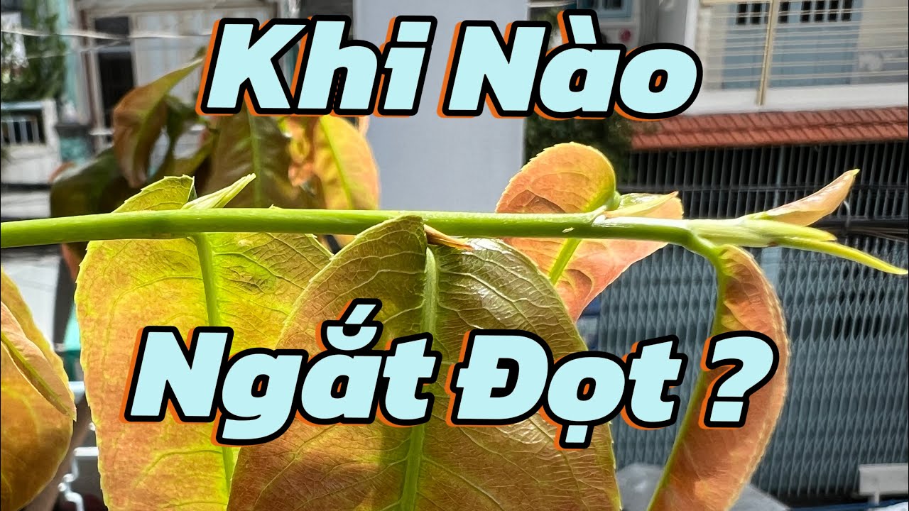 Ngắt Đọt Giúp Mai  Phát Triển Tốt .
