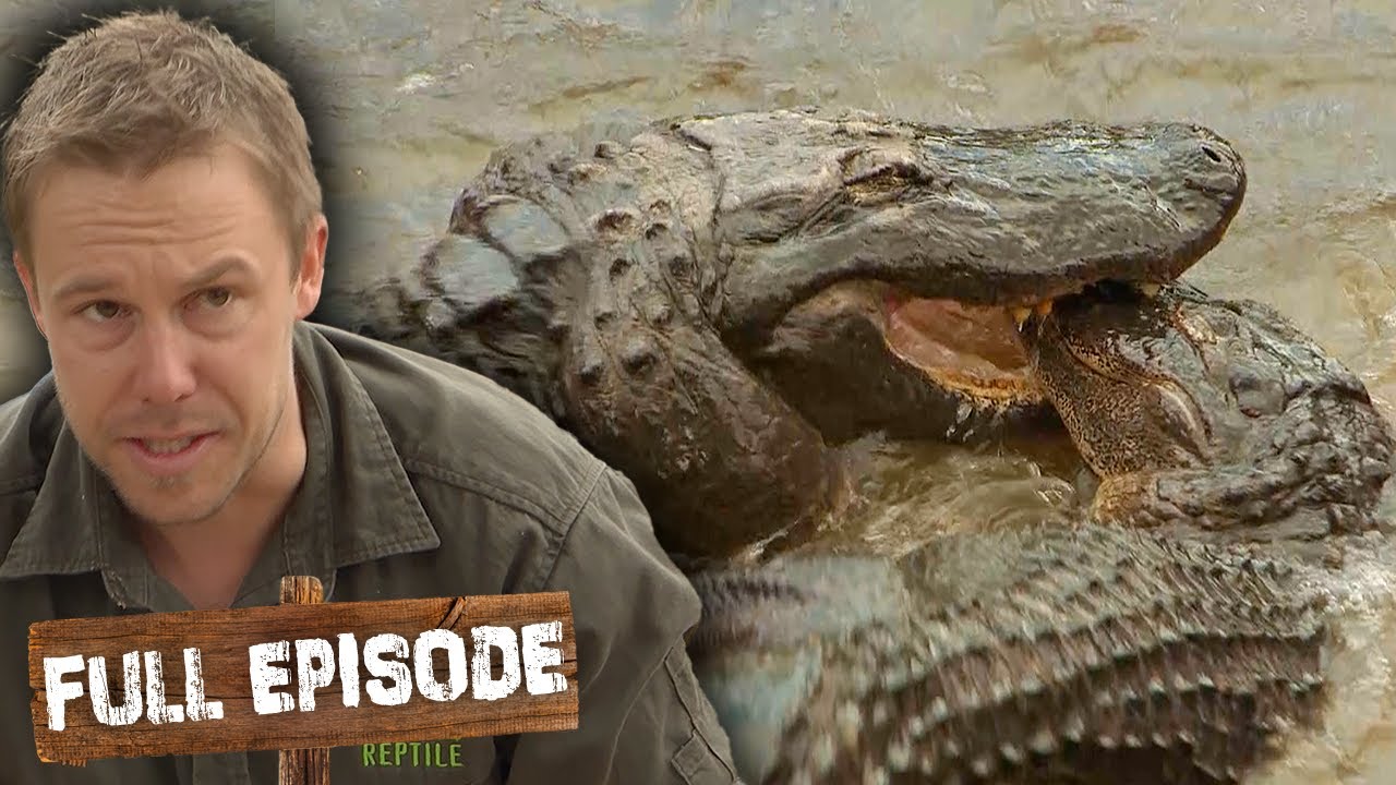 Tim Has To Stop a Massive Alligator FIGHT!😰 | The Wild Life Of Tim Faulkner S03E06 | Untamed
